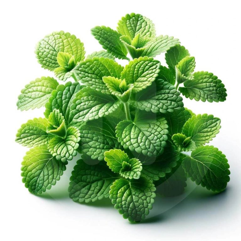 foodblog recipe app lemon balm